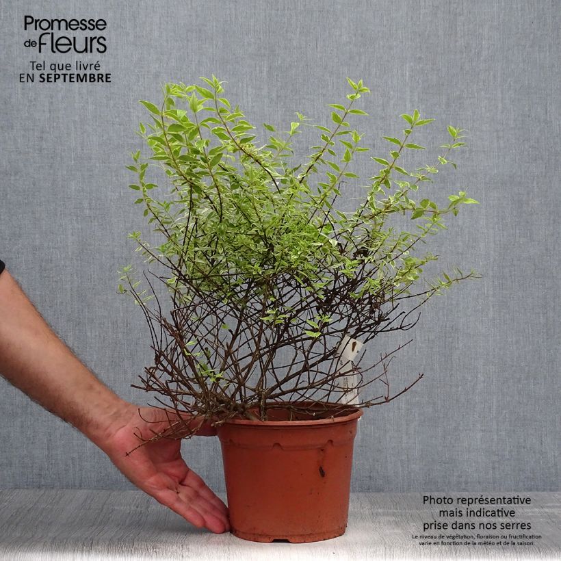 Esemplare di Abelia grandiflora Radiance Vaso da 4L/5L come consegnato in autunno