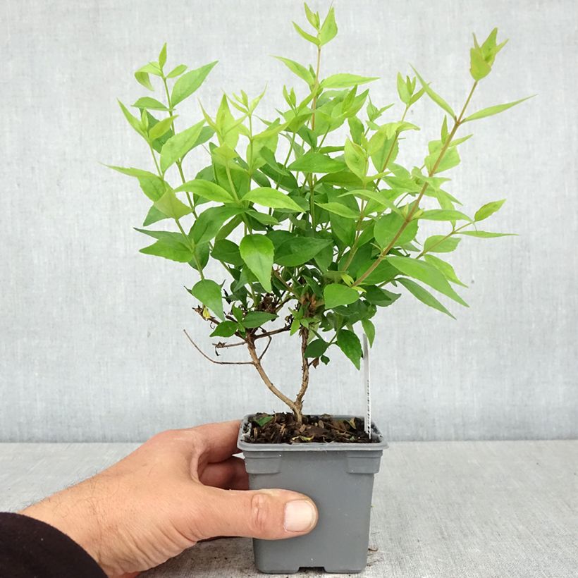 Abelia grandiflora Sherwood Vasetto da 8/9 cm esemplare consegnato in primavera