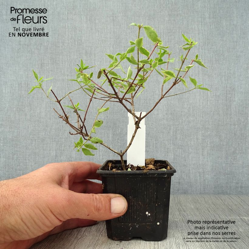 Esemplare di Abelia grandiflora Sunshine Daydream Vasetto da 8/9 cm come consegnato in autunno