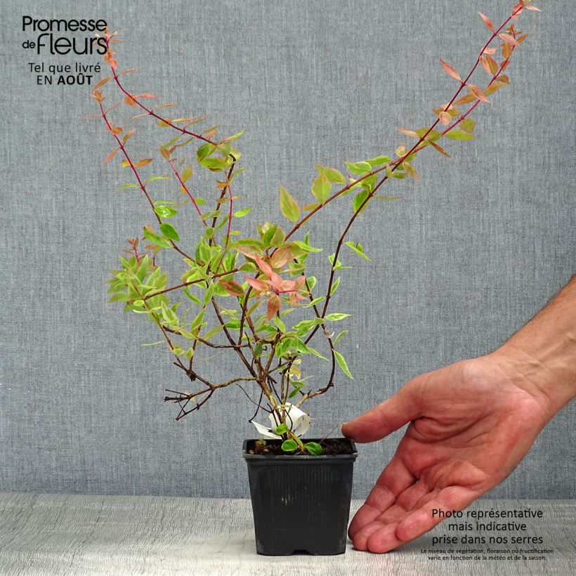 Esemplare di Abelia grandiflora Sunshine Daydream Vasetto da 8/9 cm consegnato in estate