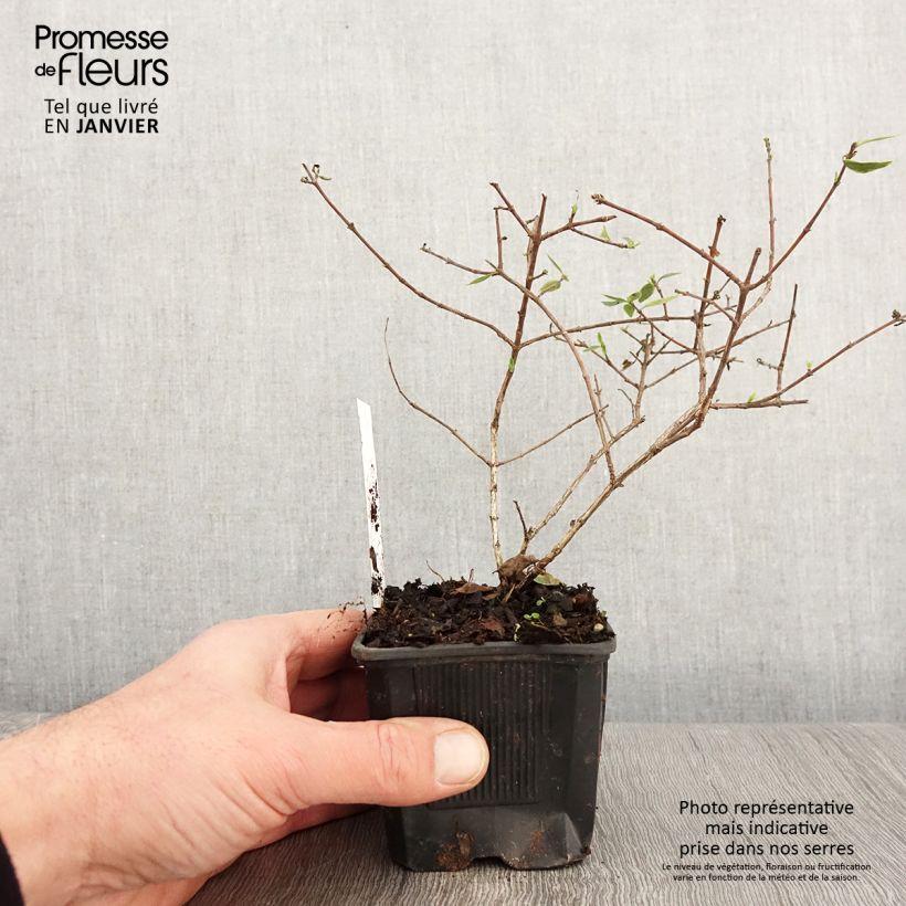 Abelia grandiflora Sunshine Daydream Vasetto da 8/9 cm esemplare consegnato in inverno