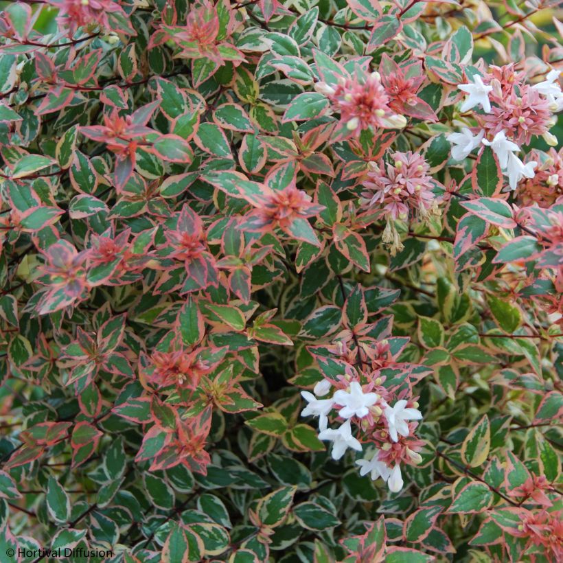 Abelia grandiflora Tricolor Charm (Fioritura)
