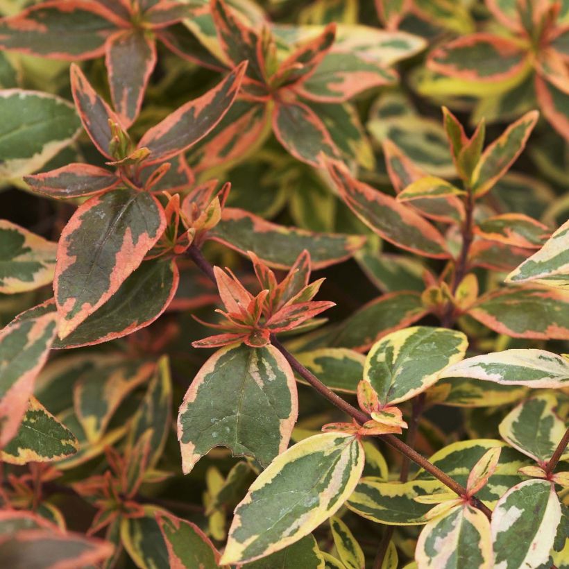 Abelia grandiflora Tricolor Charm (Fogliame)