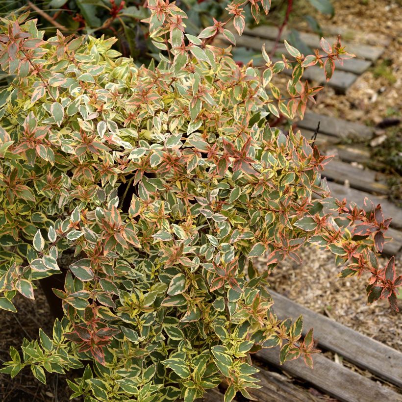 Abelia grandiflora Tricolor Charm (Porto)