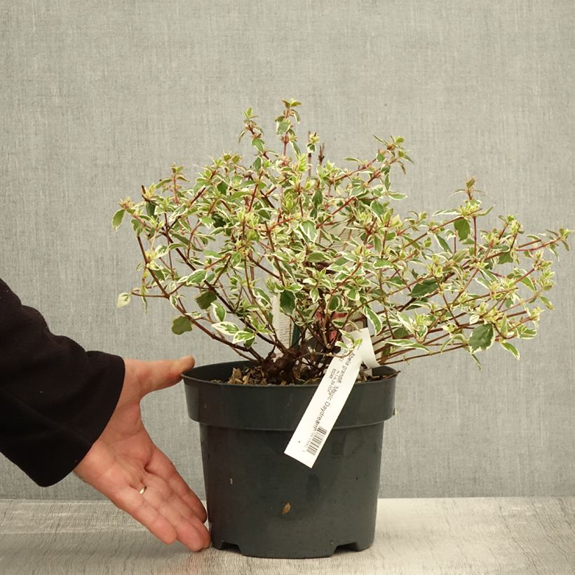Esemplare di Abelia grandiflora Magic Daydream Vaso da 3L/4L come consegnato in autunno