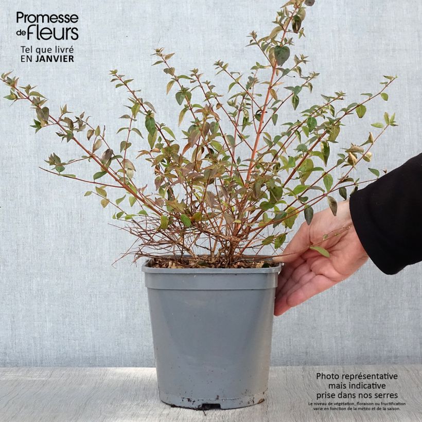 Abelia grandiflora Pink Pong Vaso da 3L/4L esemplare consegnato in inverno