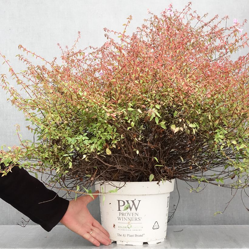 Esemplare di Abelia grandiflora Pinky Bells Vaso da 7,5L/10L come consegnato in autunno