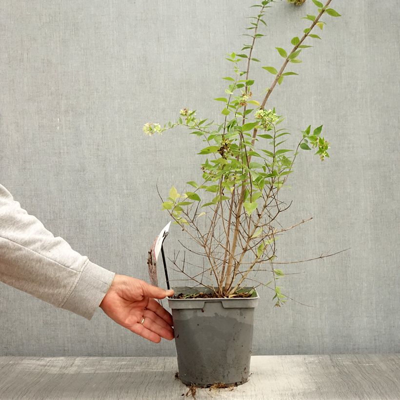 Esemplare di Abelia Raspberry Profusion Vaso da 3L/4L come consegnato in autunno