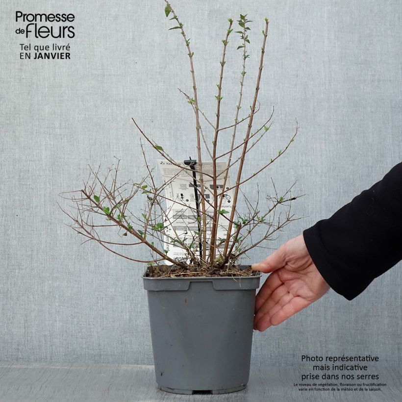 Abelia Raspberry Profusion Vaso da 3L/4L esemplare consegnato in inverno