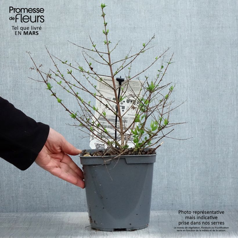 Abelia Raspberry Profusion Vaso da 3L/4L esemplare consegnato in primavera