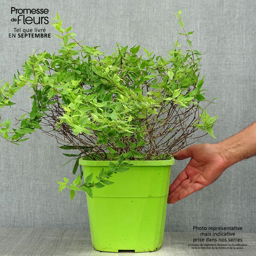 Esemplare di Abelia grandiflora Happy Daydream Vaso da 3L/4L come consegnato in autunno