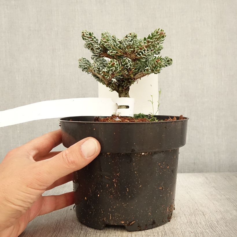 Esemplare di Abete coreano Kohout's Icebreaker - Abies koreana Vaso da 2L/3L come consegnato in autunno