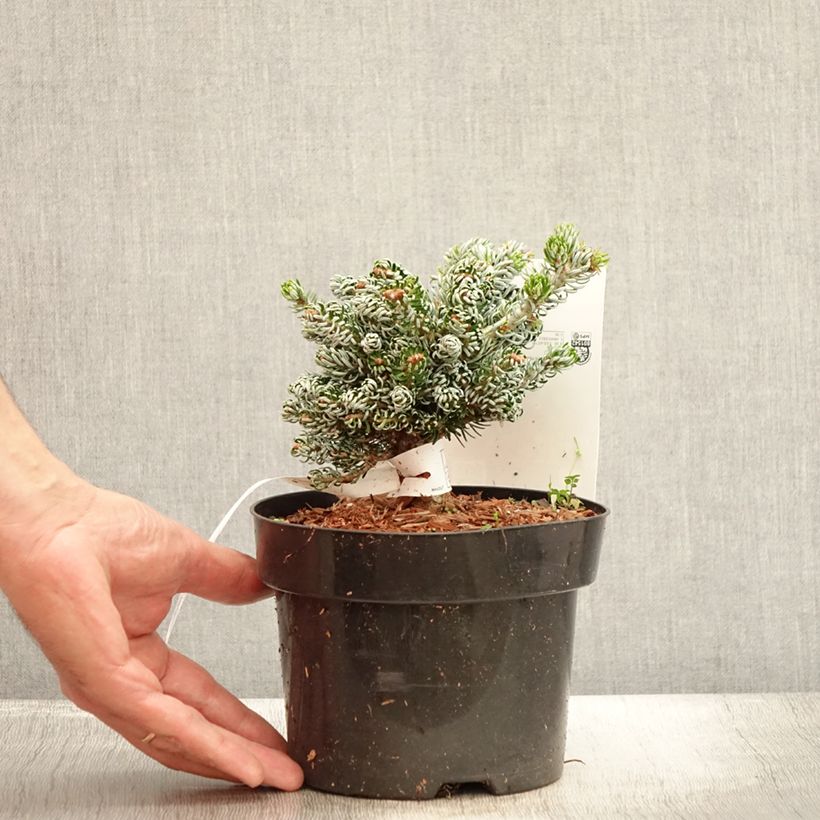 Esemplare di Abete coreano Kohout's Icebreaker - Abies koreana Vaso da 2L/3L consegnato in estate