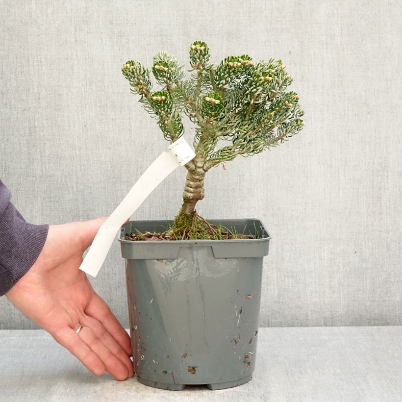 Abete coreano Kohout's Icebreaker - Abies koreana Vaso da 2L/3L esemplare consegnato in primavera