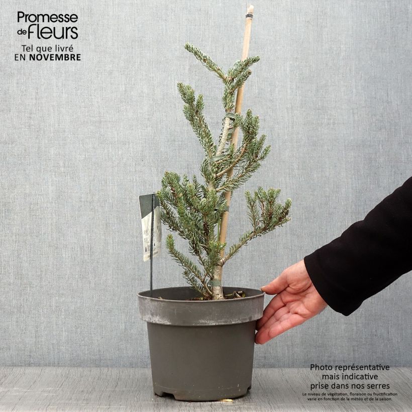 Esemplare di Abete coreano Silberlocke - Abies koreana Vaso da 4L/5L come consegnato in autunno