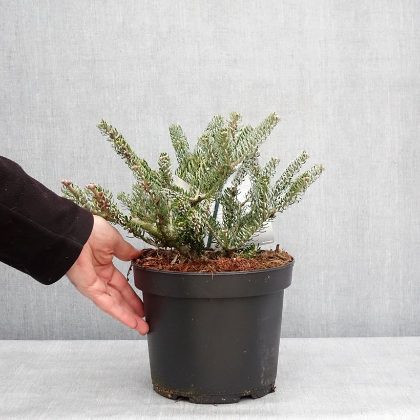 Abete coreano Silberlocke - Abies koreana Vaso da 4L/5L esemplare consegnato in inverno