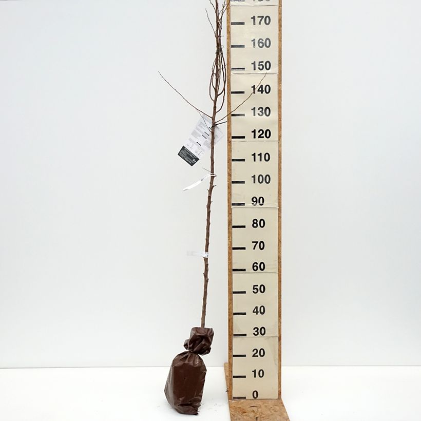 Esemplare di Albicocco Bergeron Zolla 'Pronta da piantare', Astone come consegnato in autunno