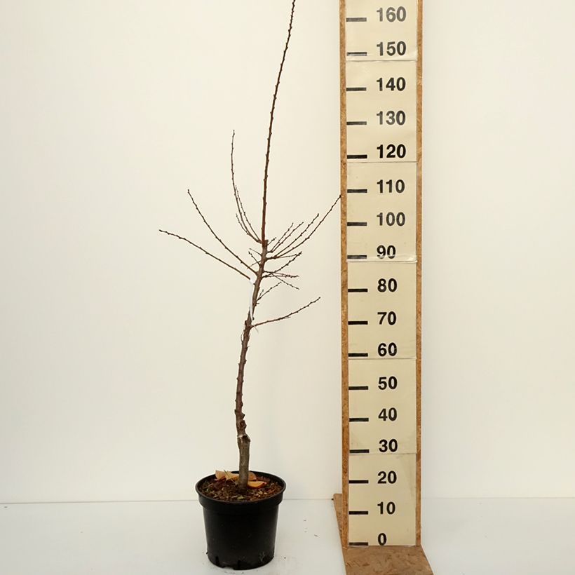 Esemplare di Abricotier Bergeval Pot de 7,5L/10L, Gobelet come consegnato in autunno