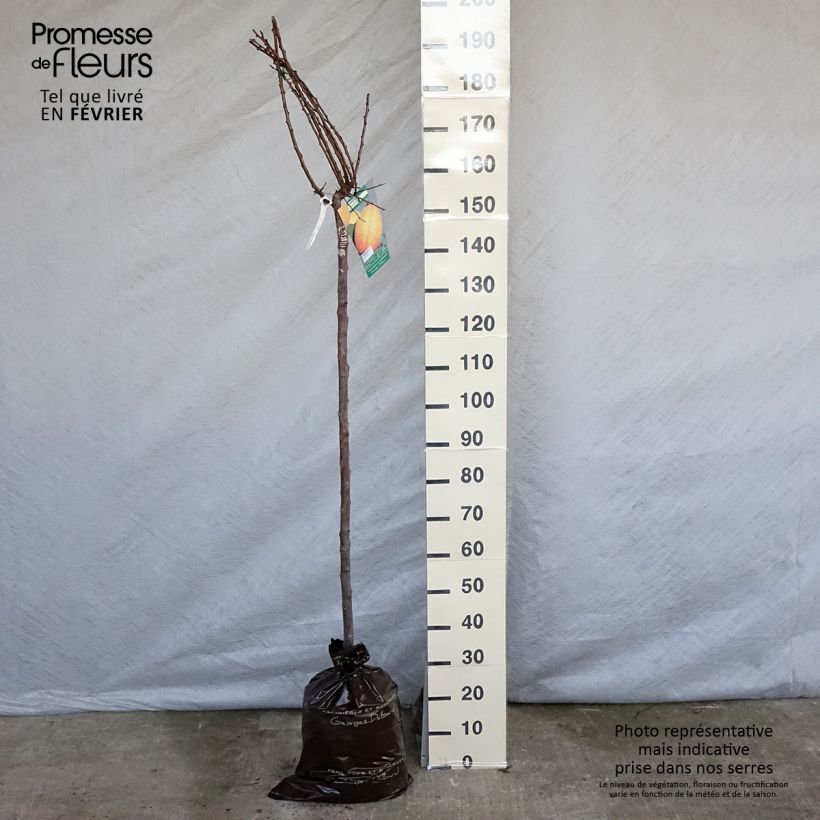 Albicocco&#x20;Doucoeur&#x20;Zolla&#x20;&#x27;Pronta&#x20;da&#x20;piantare&#x27;,&#x20;Vaso&#x20;impalcato&#x20;medio&#x20;esemplare&#x20;consegnato&#x20;in&#x20;inverno