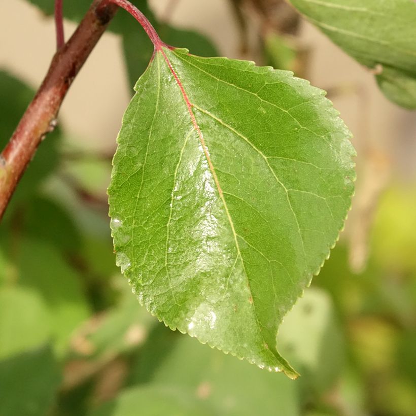 Albicocco Luizet (Fogliame)