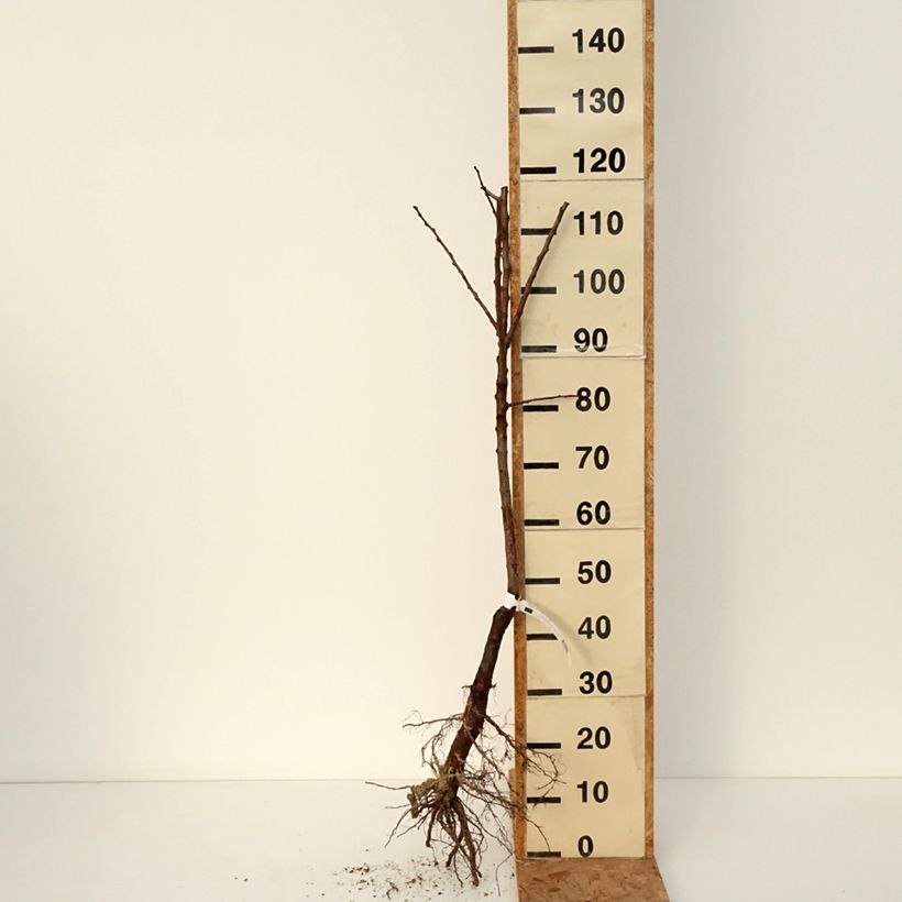 Albicocco Muscat de Nancy Bio Piante grandi a radice nuda, Astone esemplare consegnato in inverno