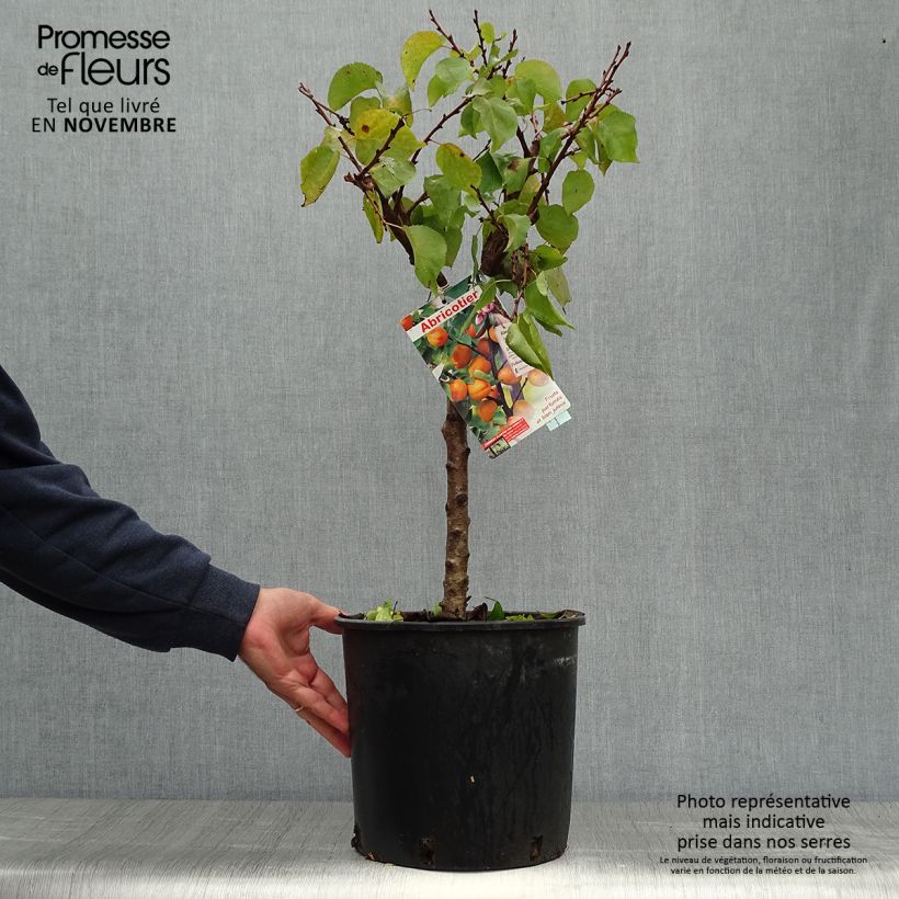 Esemplare di Albicocco Garden Aprigold Vaso da 6L/7L, Nano come consegnato in autunno