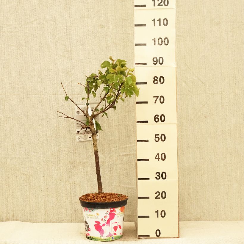 Albicocco Garden Aprigold Vaso da 6L/7L, Vaso impalcato basso esemplare consegnato in primavera