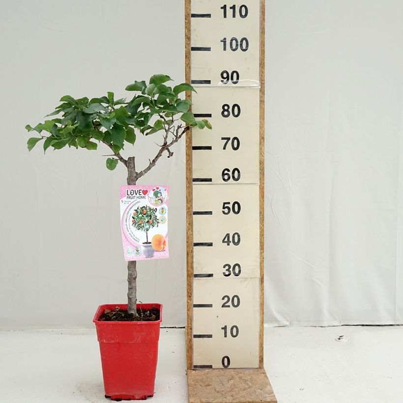 Esemplare di Albicocco Garden Aprigold Vaso da 6L/7L, Vaso impalcato basso consegnato in estate
