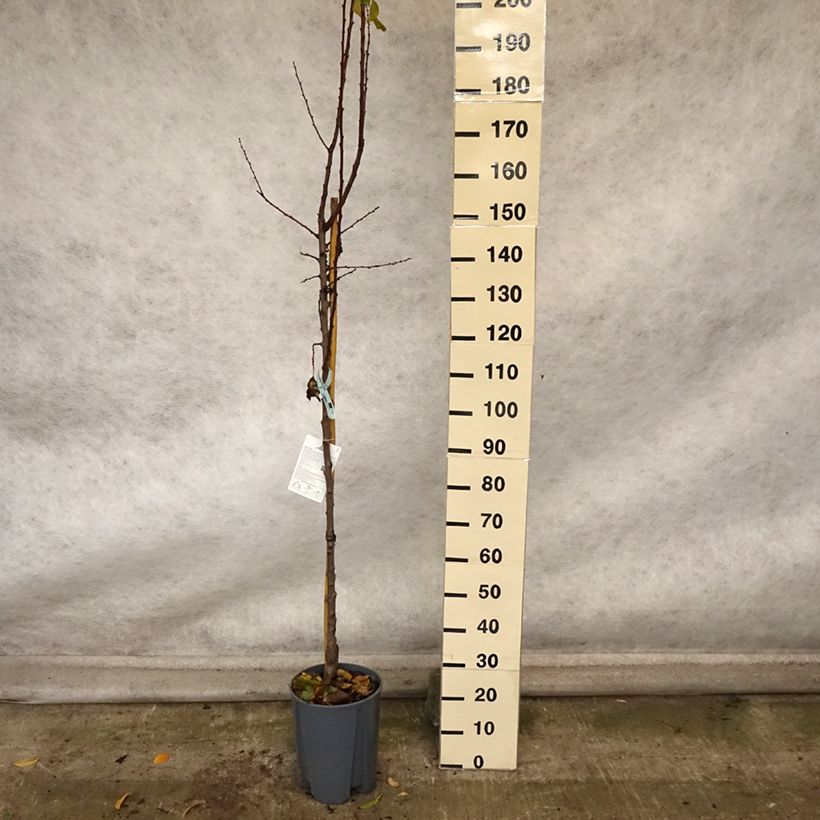 Esemplare di Albicocco Polonais Vaso da 7,5L/10L, Vaso impalcato medio come consegnato in autunno
