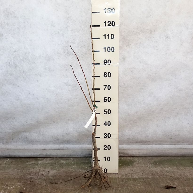 Albicocco Précoce de Saumur Bio Piante grandi a radice nuda, Astone esemplare consegnato in inverno