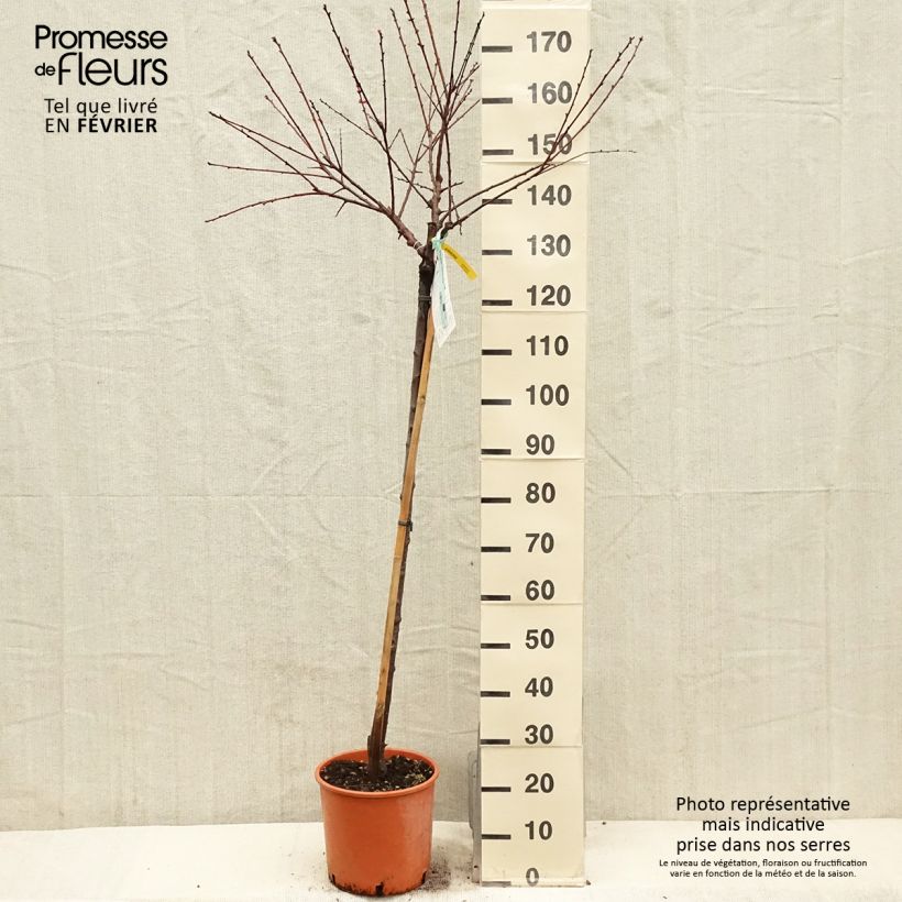 Albicocco Bulida Vaso da 7,5L/10L, Vaso impalcato medio esemplare consegnato in inverno