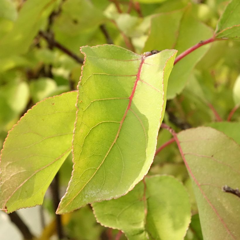 Albicocco Bulida (Fogliame)