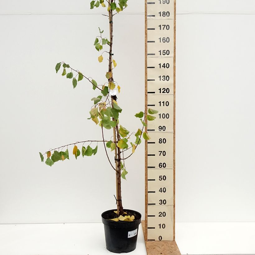 Esemplare di Albicocco Harcot Vaso da 12L/15L, Vasetto come consegnato in autunno