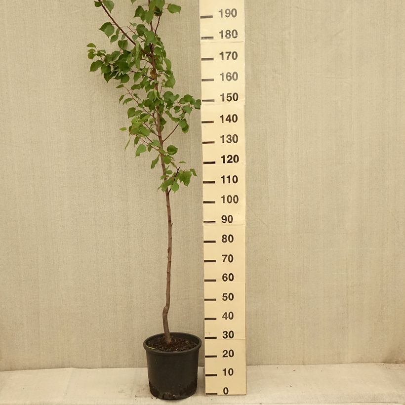 Esemplare di Albicocco Harcot Vaso da 12L/15L, Vasetto consegnato in estate