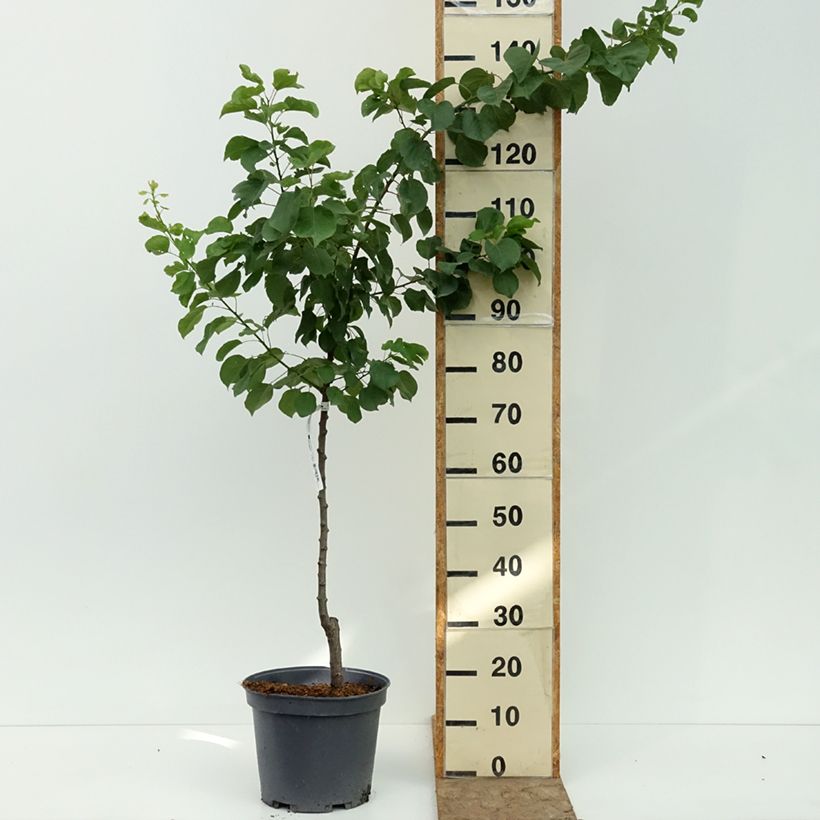 Esemplare di Abricotier - Prunus armeniaca Meilleur de Hongrie Pot de 7,5L/10L, Gobelet consegnato in estate