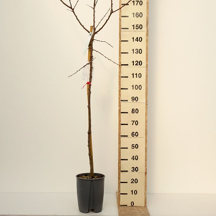 Albicocco Rossa del Roussillon Bio Vaso da 70L/75L, Vaso impalcato alto esemplare consegnato in inverno