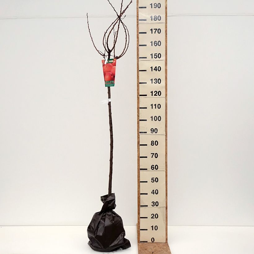 Esemplare di Albicocco Rouge Tardif Delbard 'Delmast' Zolla 'Pronta da piantare', Vaso impalcato medio come consegnato in autunno