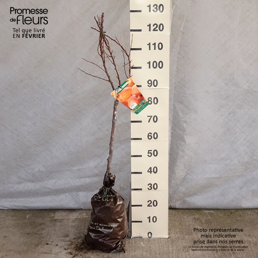 Albicocco Rouge Tardif Delbard 'Delmast' Zolla 'Pronta da piantare', Vasetto esemplare consegnato in inverno