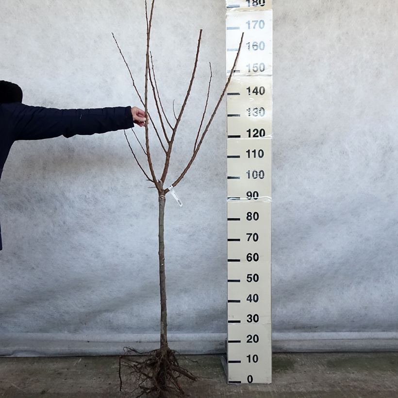 Albicocco Rustique Des Pyrénées bourquin Piante grandi a radice nuda, Vasetto esemplare consegnato in inverno