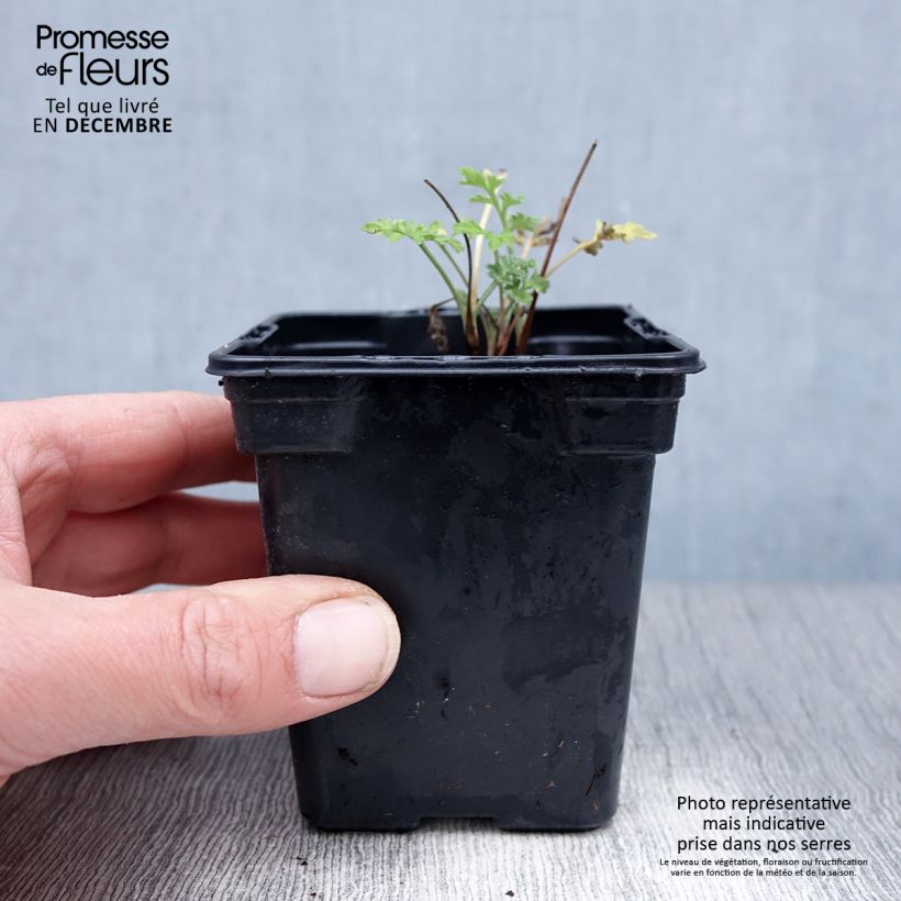 Artemisia absinthium Bio - Assenzio maggiore Vasetto da 7/8 cm esemplare consegnato in inverno