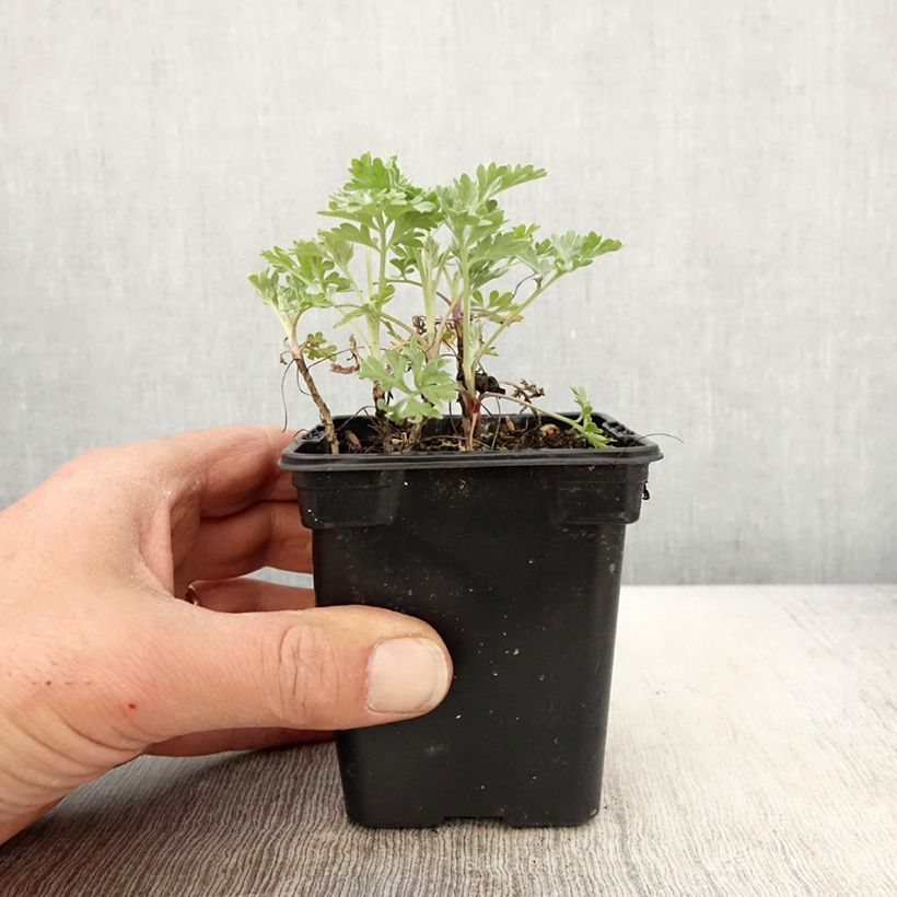 Artemisia absinthium Bio - Assenzio maggiore Vasetto da 7/8 cm esemplare consegnato in primavera