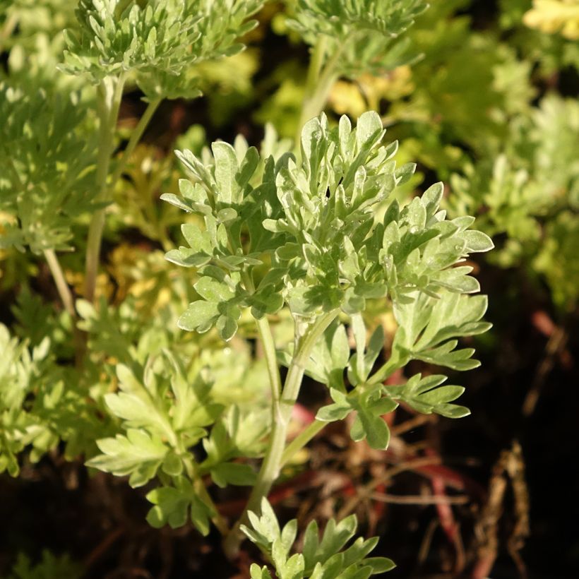 Artemisia absinthium Bio - Assenzio maggiore (Fogliame)