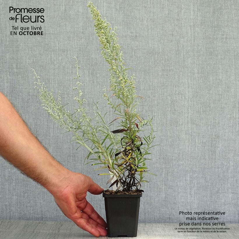 Esemplare di Artemisia stelleriana Boughton Silver Vasetto da 8/9 cm come consegnato in autunno