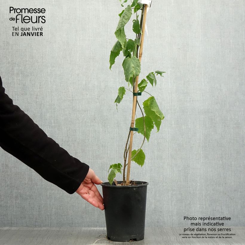 Abutilon megapotamicum Vaso da 3L/4L esemplare consegnato in inverno