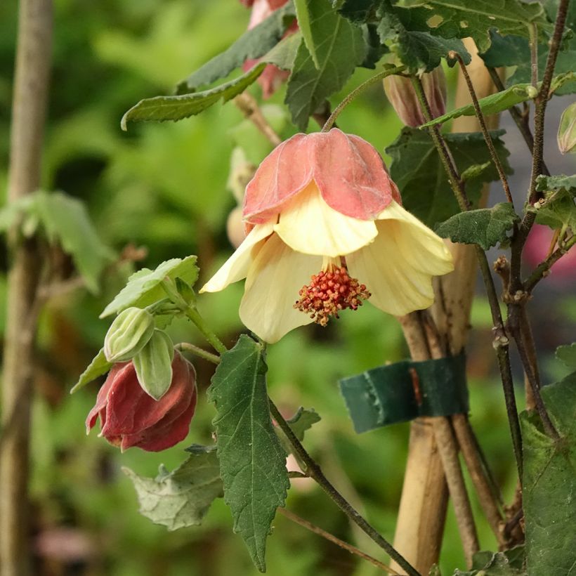 Abutilon megapotamicum Ines (Fioritura)