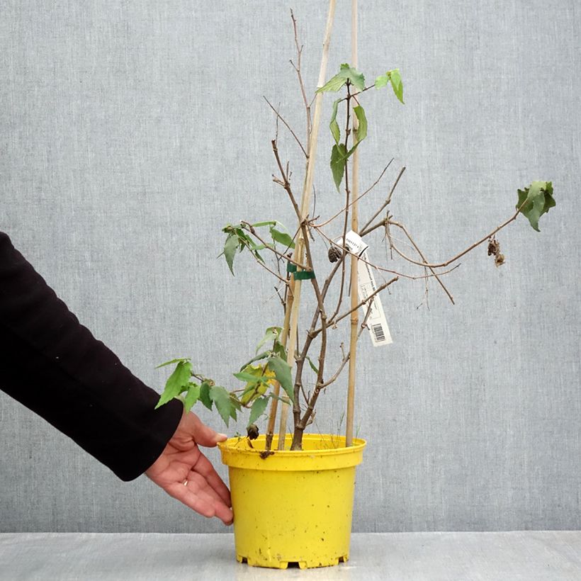 Esemplare di Abutilon megapotamicum Ines Vaso da 3L/4L come consegnato in autunno