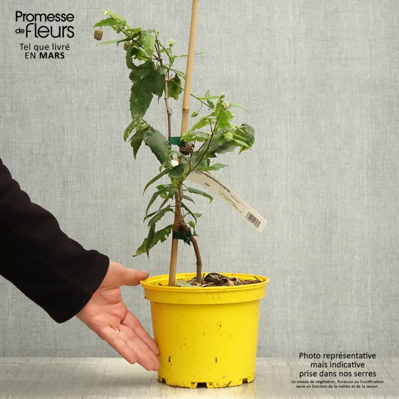 Abutilon megapotamicum Ines Vaso da 3L/4L esemplare consegnato in primavera