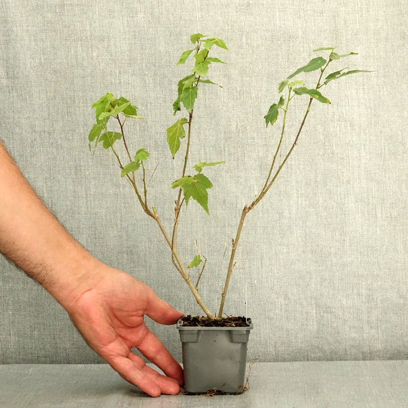 Esemplare di Abutilon megapotanicum Red Trumpet Vasetto da 8/9 cm consegnato in estate
