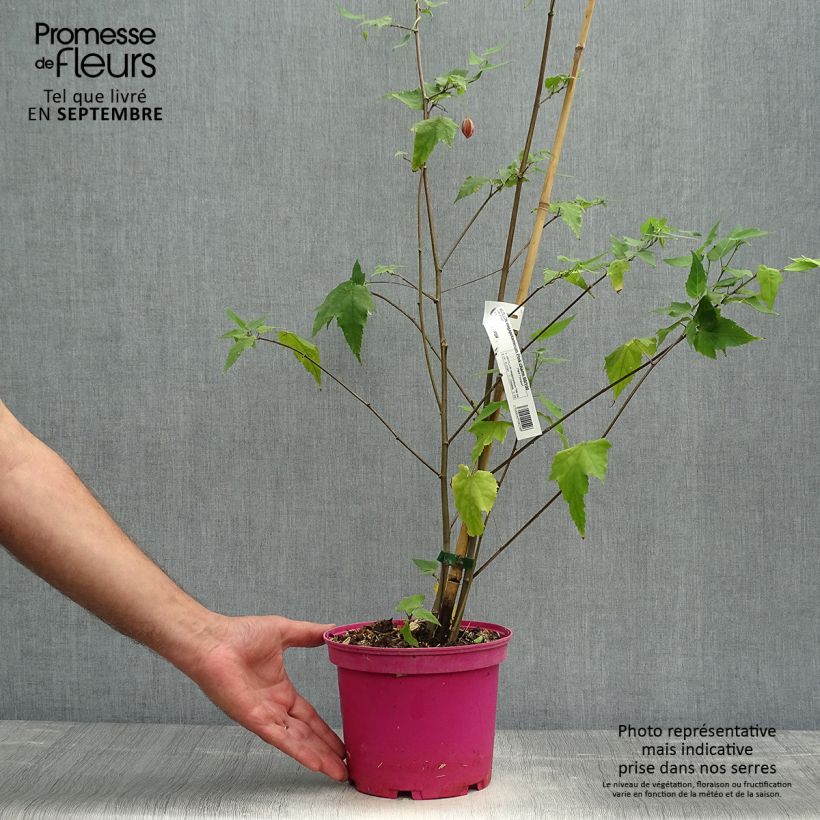 Esemplare di Abutilon Pink Charm Vaso da 3L/4L come consegnato in autunno