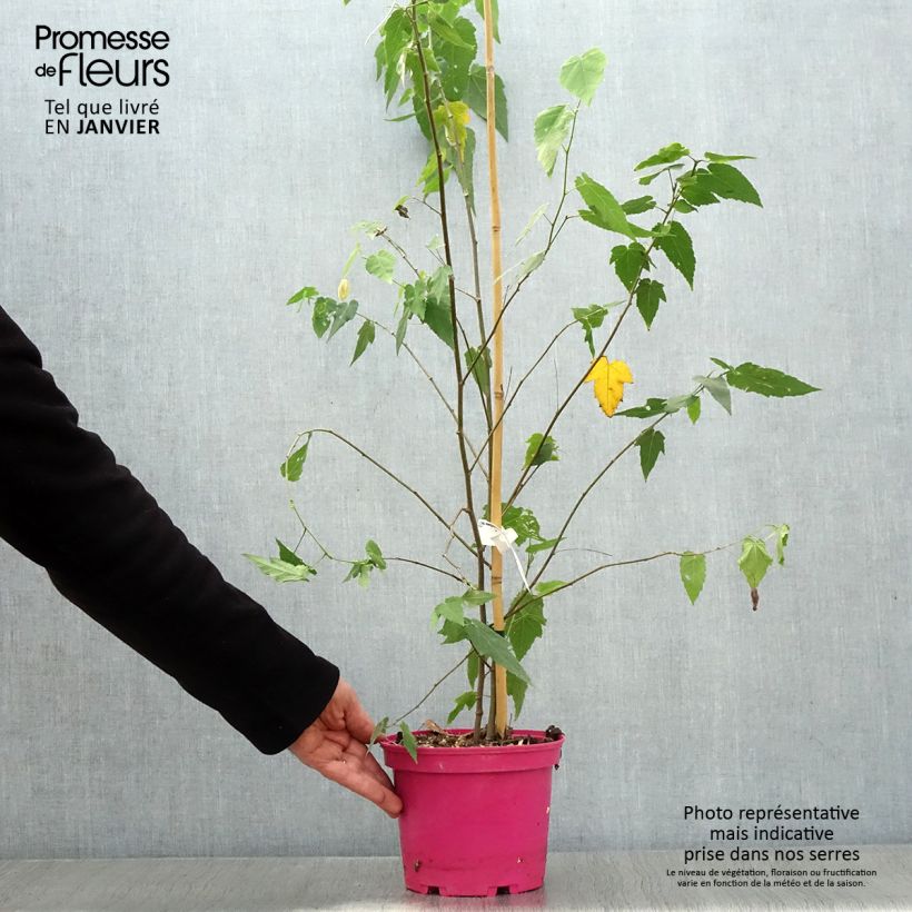 Abutilon Pink Charm Vaso da 3L/4L esemplare consegnato in inverno